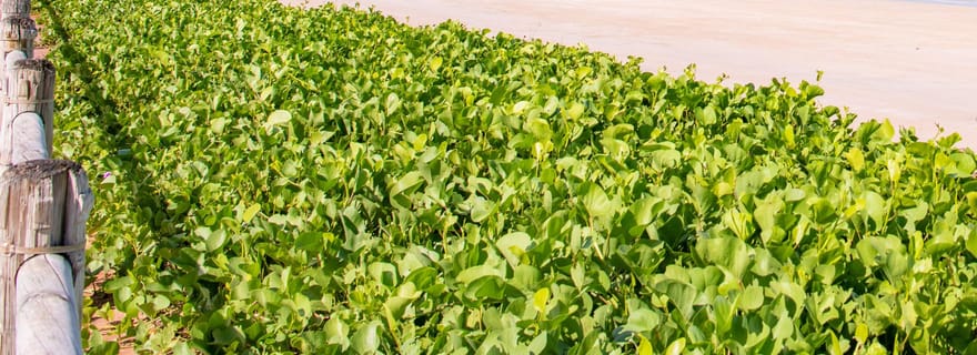 Broome : Panoramique et découverte - Visite matinale avec transferts