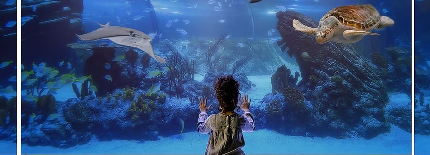 Madrid: Atlantis Aquarium Entry Ticket