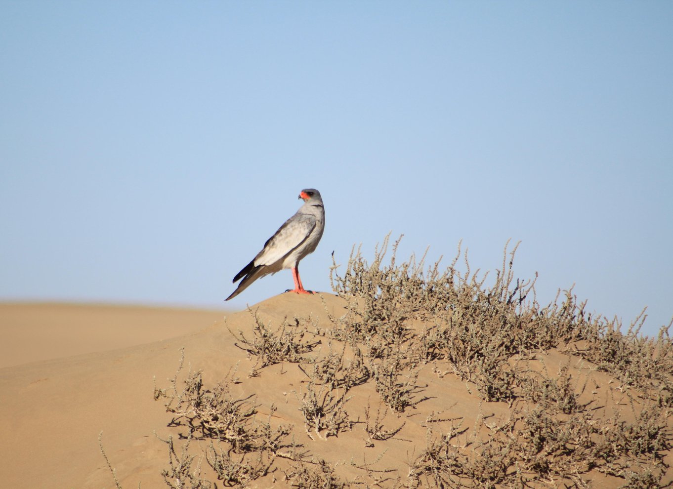 Walvis Bay: 4x4 ørkenudflugt til Sandwich Harbour Bay