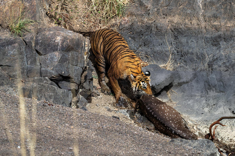 Z Delhi: 4-dniowa wycieczka z przewodnikiem do Agry, Ranthambore i JaipuruWycieczka z 4-gwiazdkowym hotelem i safari z tygrysami