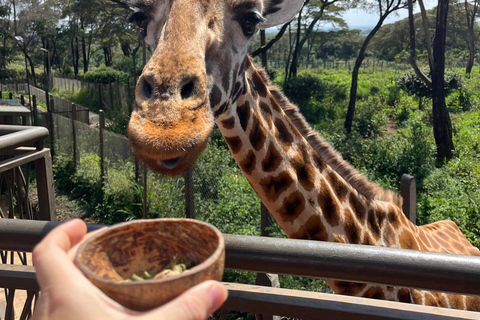 Nairobi : Animal Orphanage , Safari Walk and Giraffe Centre Nairobi: Safari Walk