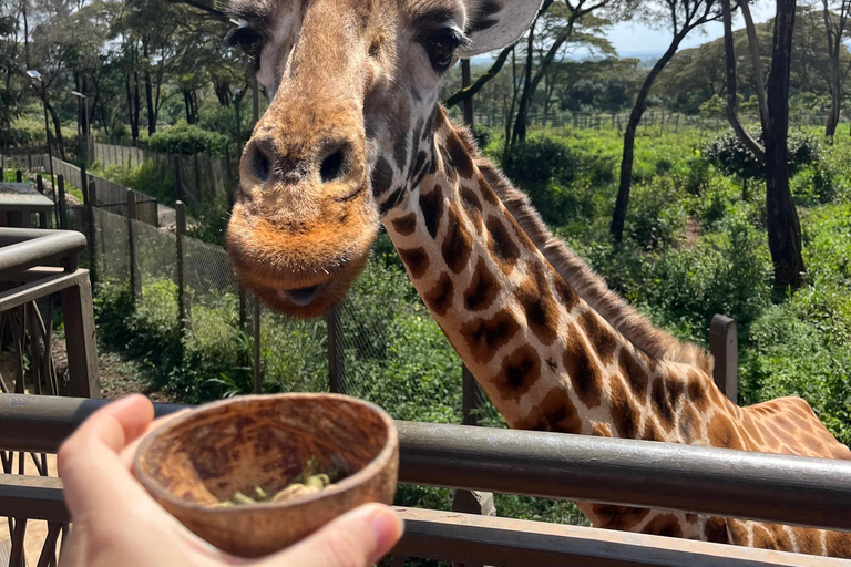 Nairobi : Animal Orphanage , Safari Walk and Giraffe Centre Nairobi: Safari Walk