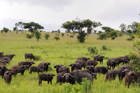 Circuito de safari de 7 días por el sur de Tanzania