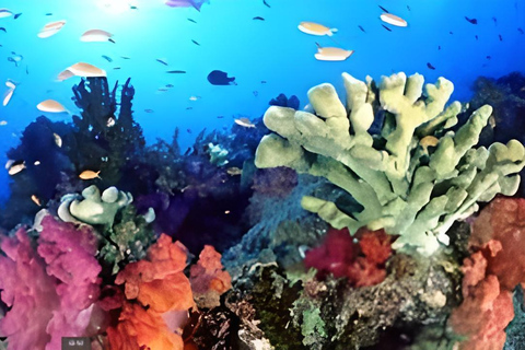 Experimenta el Emocionante Mundo Submarino del CaribeDescubre el pecio y nada con las tortugas y los peces tropicales