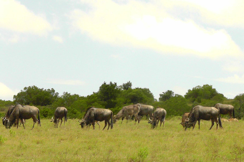 Schotia Safari – Big 5 Experience with High Lion Sightings