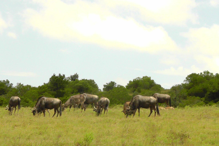 Schotia Safari – Big 5 Experience with High Lion Sightings