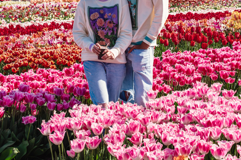 From Amsterdam: Tulip Experience and Tulip Fields Tour 4-hour tour Tulip Experience