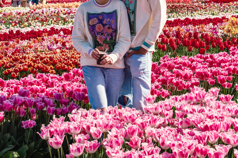 From Amsterdam: Tulip Experience and Tulip Fields Tour 4-hour tour Tulip Experience