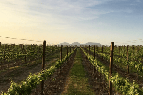 Pals: Visit the Mas Geli winery with a wine tasting Pals: Visit Celler Mas Geli with wine tasting (Spanish/Catalan)