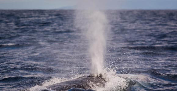 Terceira Island: Whale Watching + Ilhéus das Cabras