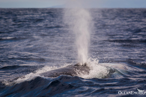 Terceira Island: Whale Watching + Ilhéus das Cabras Private Pack | Small Boat 12 pax