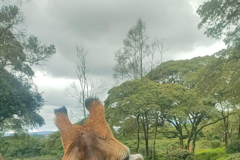 Nairobi: Giraffe Encounter With Feeding Experience