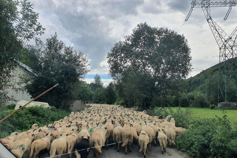 Desde Bucarest: tour guiado de 3 días por RumaníaOpción estándar