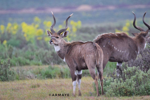 Ethiopia: 8-Day Wildlife Tour with Night Game Drives