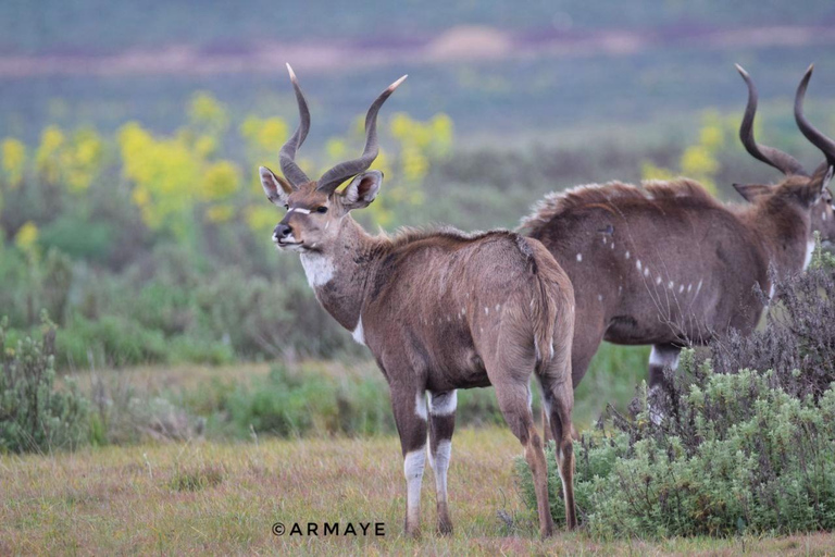 Ethiopia: 8-Day Wildlife Tour with Night Game Drives