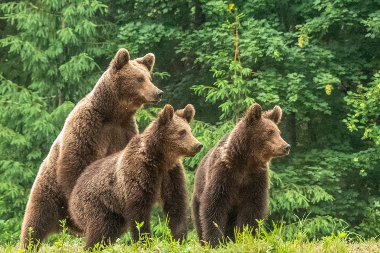 Brașov: 4-Hour Bear Watching Tour in Carpathian Mountains