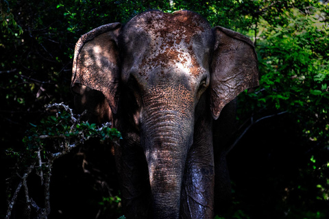 From Sigiriya: Sigiriya City Night Wildlife Safari Adventure