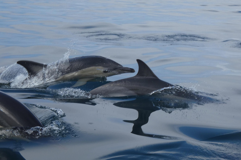 Delfinbeobachtung im Arrábida Naturpark