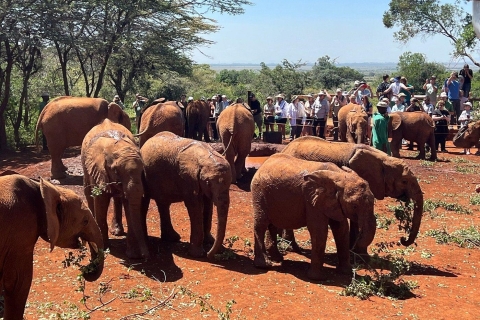 Nairobi: Wycieczka do sierocińca słoni i centrum żyraf
