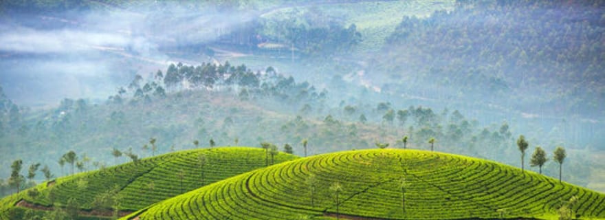 Visite nocturne mémorable de la station de montagne de Munnar (02 Nuits / 03 Jours)