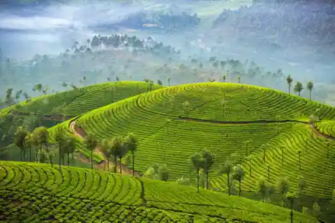 Memorabile tour della stazione collinare di Munnar (02 notti / 03 giorni)