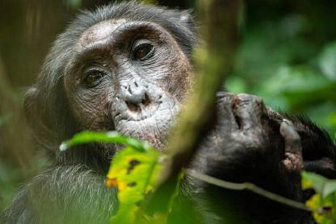 Entebbe: 4-Day Gorilla and Chimpanzee Trekking Tour