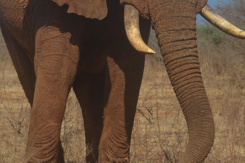 Da Diani o Mombasa: Escursione di un giorno al Parco Nazionale dello Tsavo Est