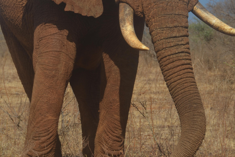 Depuis Diani ou Mombasa : Excursion d&#039;une journée dans le parc national de Tsavo East