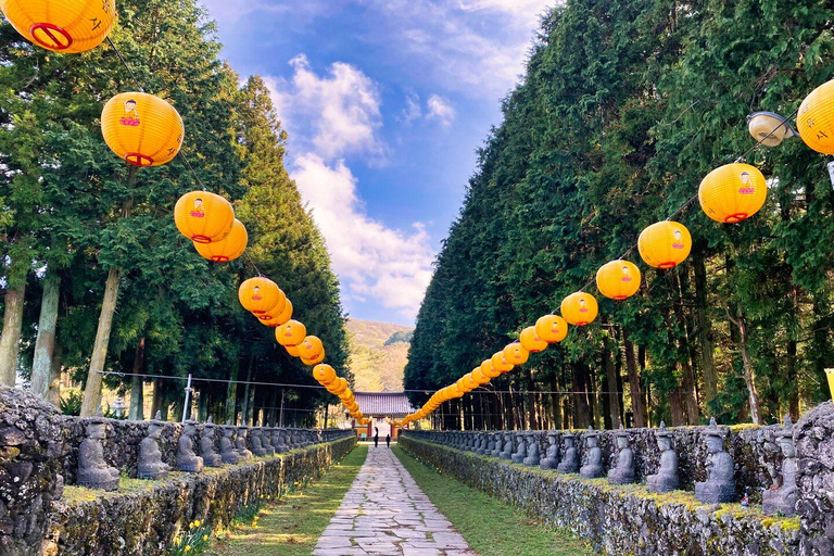 EAST JEJU: Tour particular com tudo incluído e colheita de tangerinas