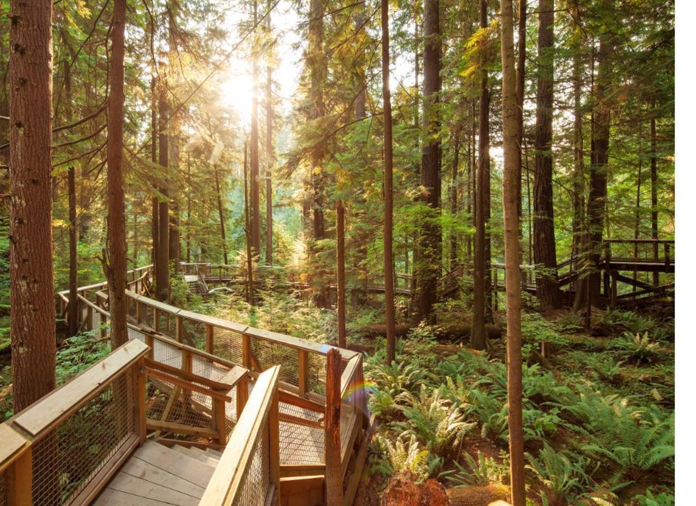 Vancouver: Capilano Suspension Bridge Park billet