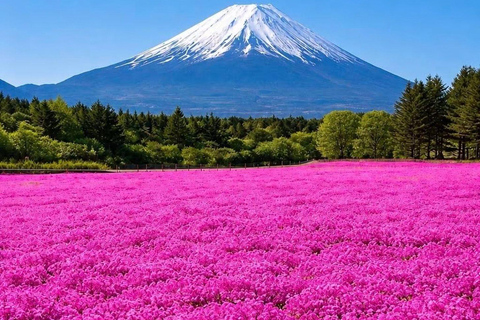 Tokyo: Mount Fuji & Pagoda & Oshino Hakkai & Lake Kawaguchi Route B : Mount Fuji & Hakone Private Customizable Day Trip