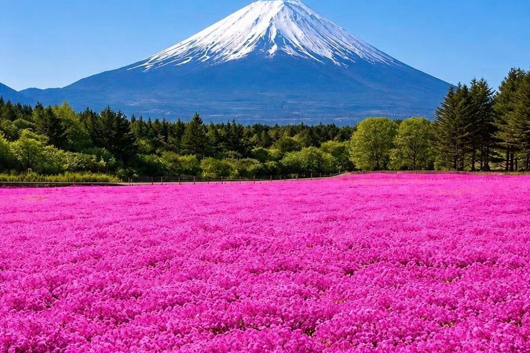 Tokyo: Mount Fuji & Pagoda & Oshino Hakkai & Lake Kawaguchi Route B : Mount Fuji & Hakone Private Customizable Day Trip