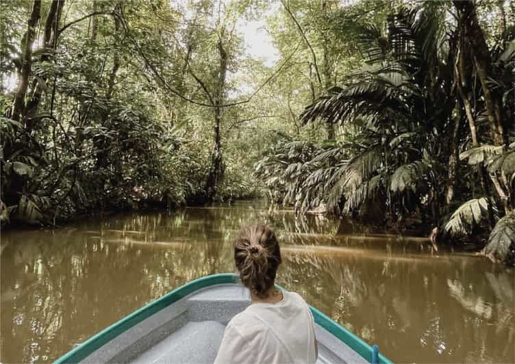 From San Jos Tortuguero Day Tour Getyourguide