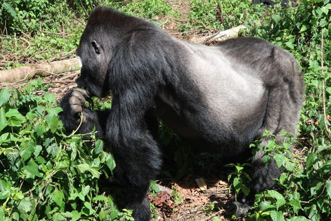 From Entebbe: Uganda and Rwanda 9-Day Gorilla trekking