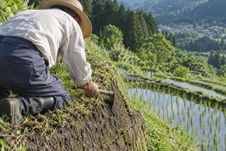 From Tokyo: Rice Terrace Water Walk & Stone Wall Tour