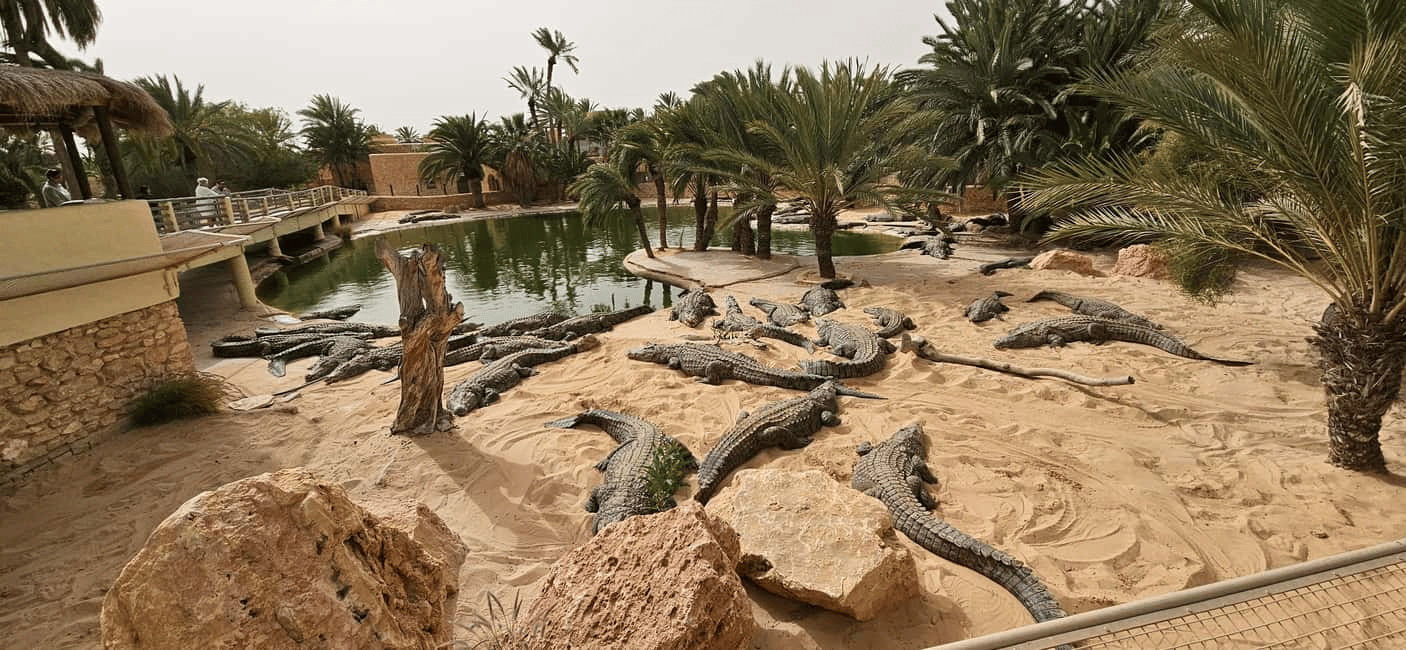 Djerba: Krokodile, Museumsführung & kostenloses Souvenir