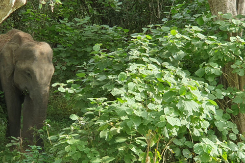 From Arugambay : Yala National Park Safari & Dropoff in Ella