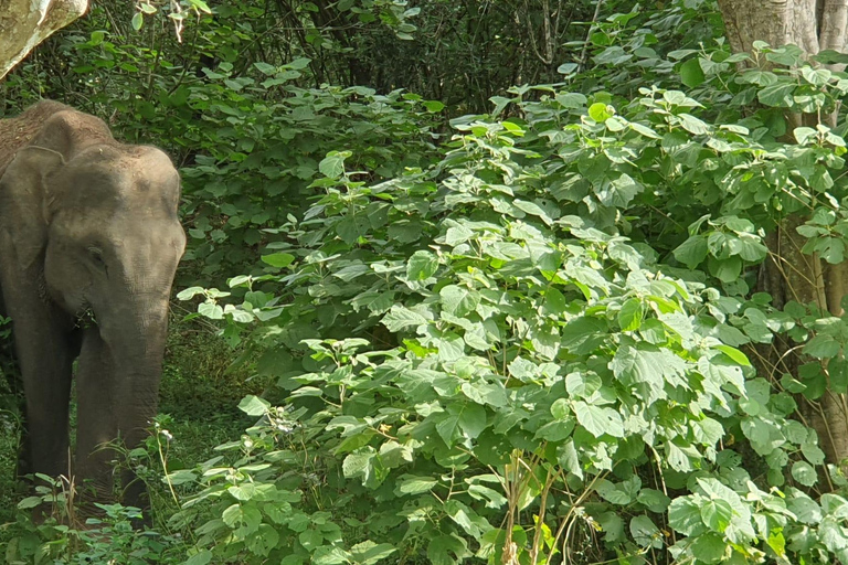 From Arugambay : Yala National Park Safari &amp; Dropoff in Ella