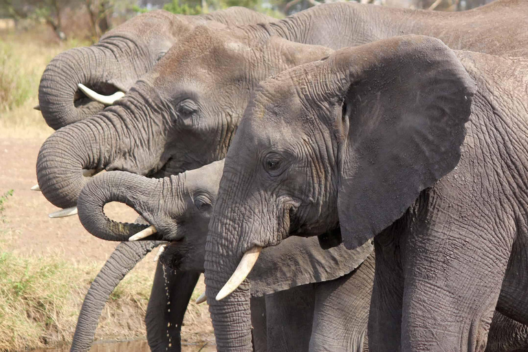 4 jours Tarangire, Ngorongoro et parc national du Serengeti