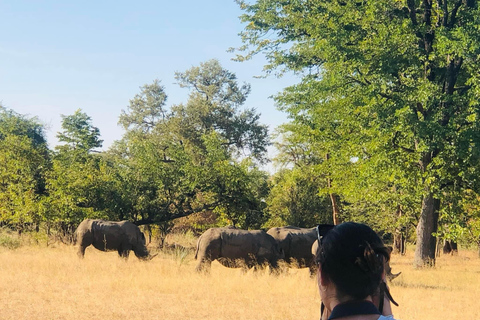 Livingstone: Safari Pirschfahrt &amp; Nashornwanderungen