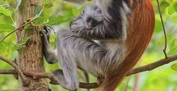 Zanzibar : Jozani Forest and Stone Town Tour