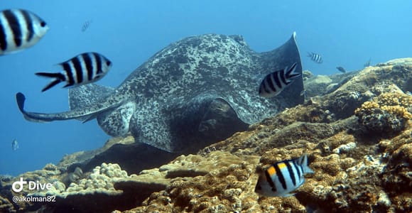 Seychelles: Padi Discover Scuba Diving