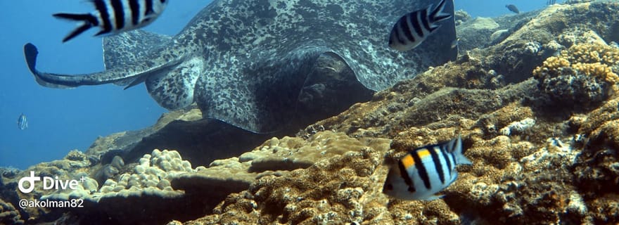Seychelles : initiation à la plongée sous-marine Padi