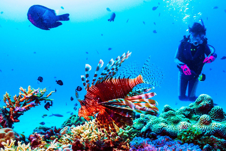 St. Lucia: Anse Cochon Marine Reserve Snorkeling Tour