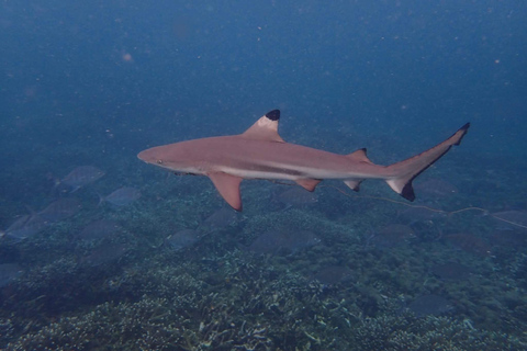 Pigeon Island Snorkeling Tour from Uppuveli Beach