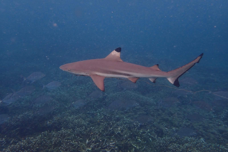 Pigeon Island Snorkeling Tour from Uppuveli Beach