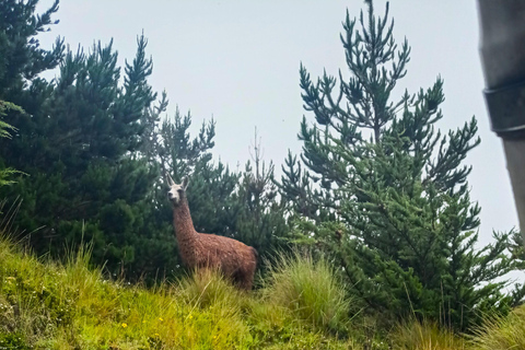 Ecuador: Vintage Toyota Land Cruiser 4x4. Rental with Driver