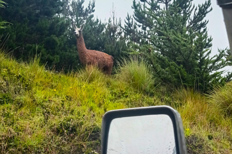 Ecuador: Vintage Toyota Land Cruiser 4x4. Rental with Driver