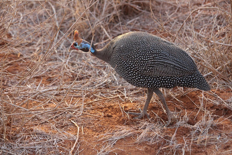 Nairobi: 5-Day Amboseli, Tsavo East & West Safari Tour