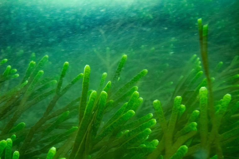 Lima : Découverte de la plongée sous-marine - Première expérience